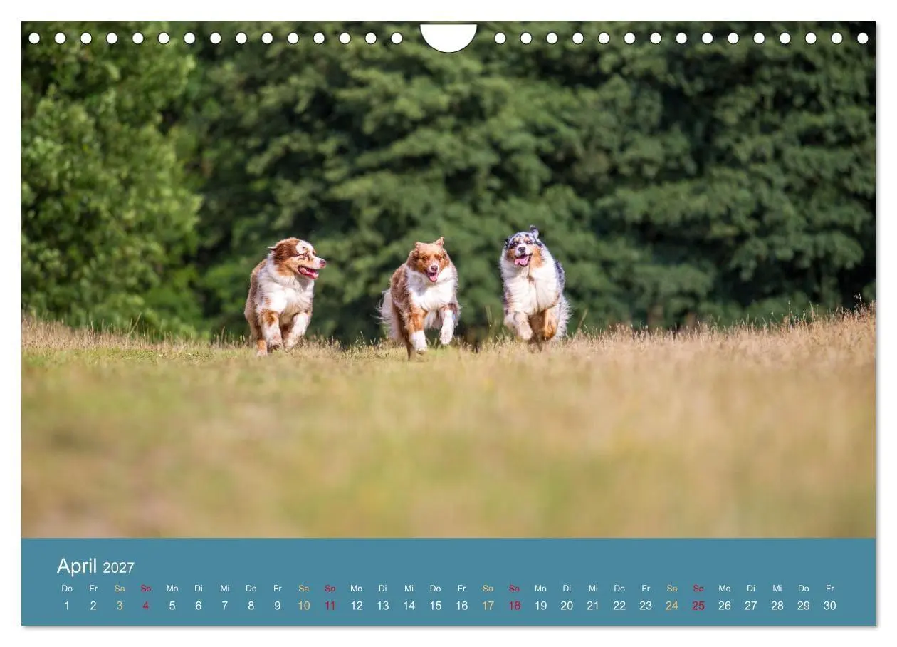 Bild: 9783594177303 | Mit Aussies unterwegs - Die bunte Welt der Australian Shepherds...