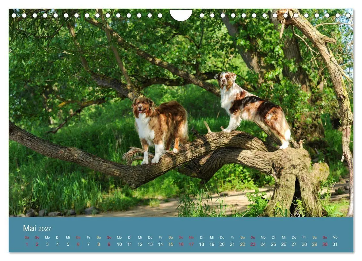 Bild: 9783594177303 | Mit Aussies unterwegs - Die bunte Welt der Australian Shepherds...