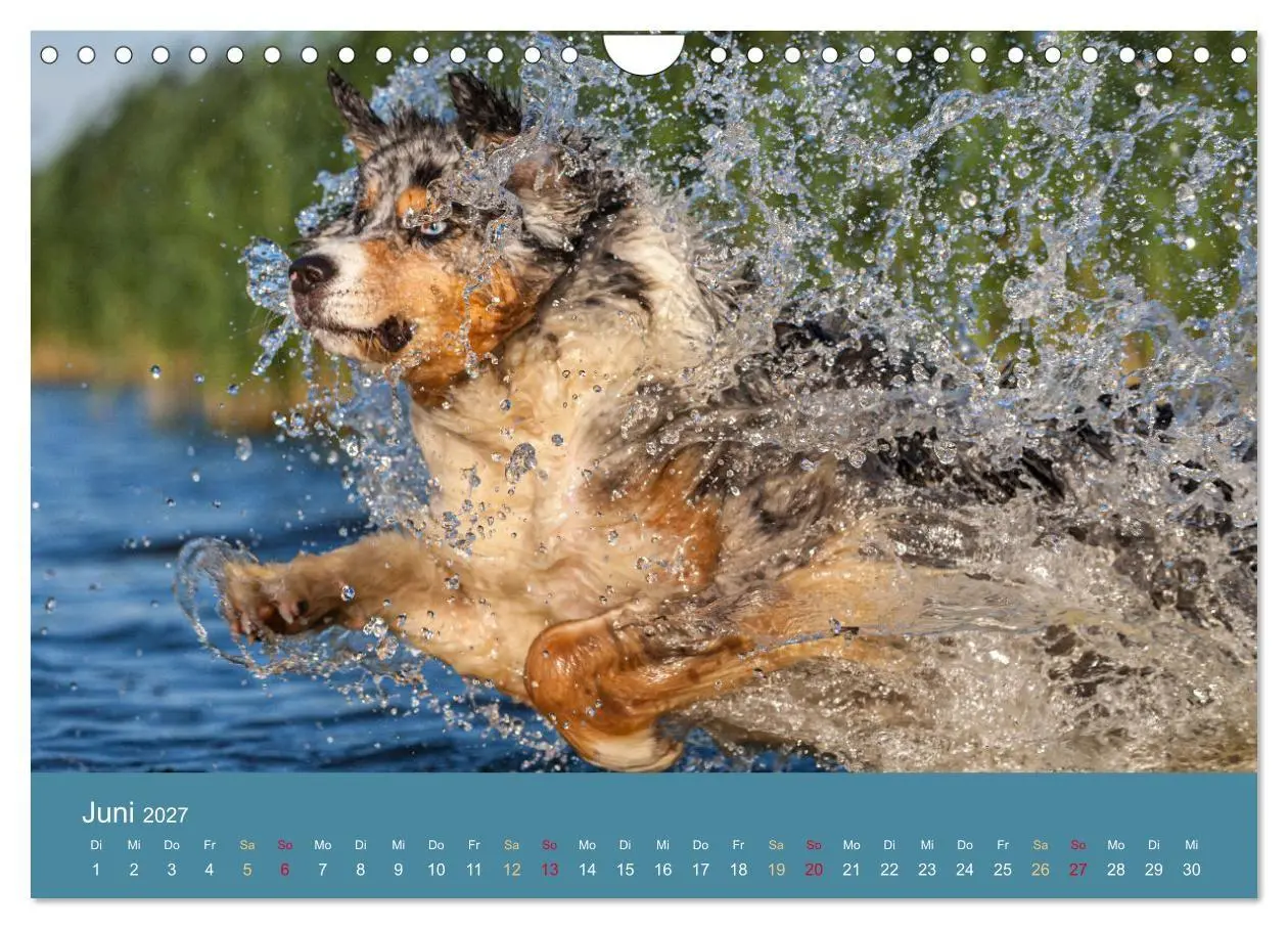 Bild: 9783594177303 | Mit Aussies unterwegs - Die bunte Welt der Australian Shepherds...