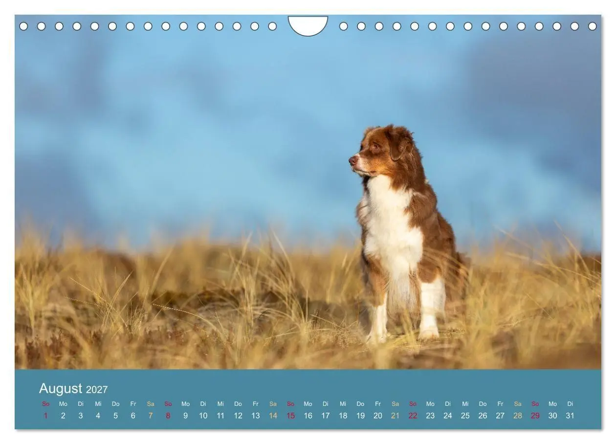 Bild: 9783594177303 | Mit Aussies unterwegs - Die bunte Welt der Australian Shepherds...