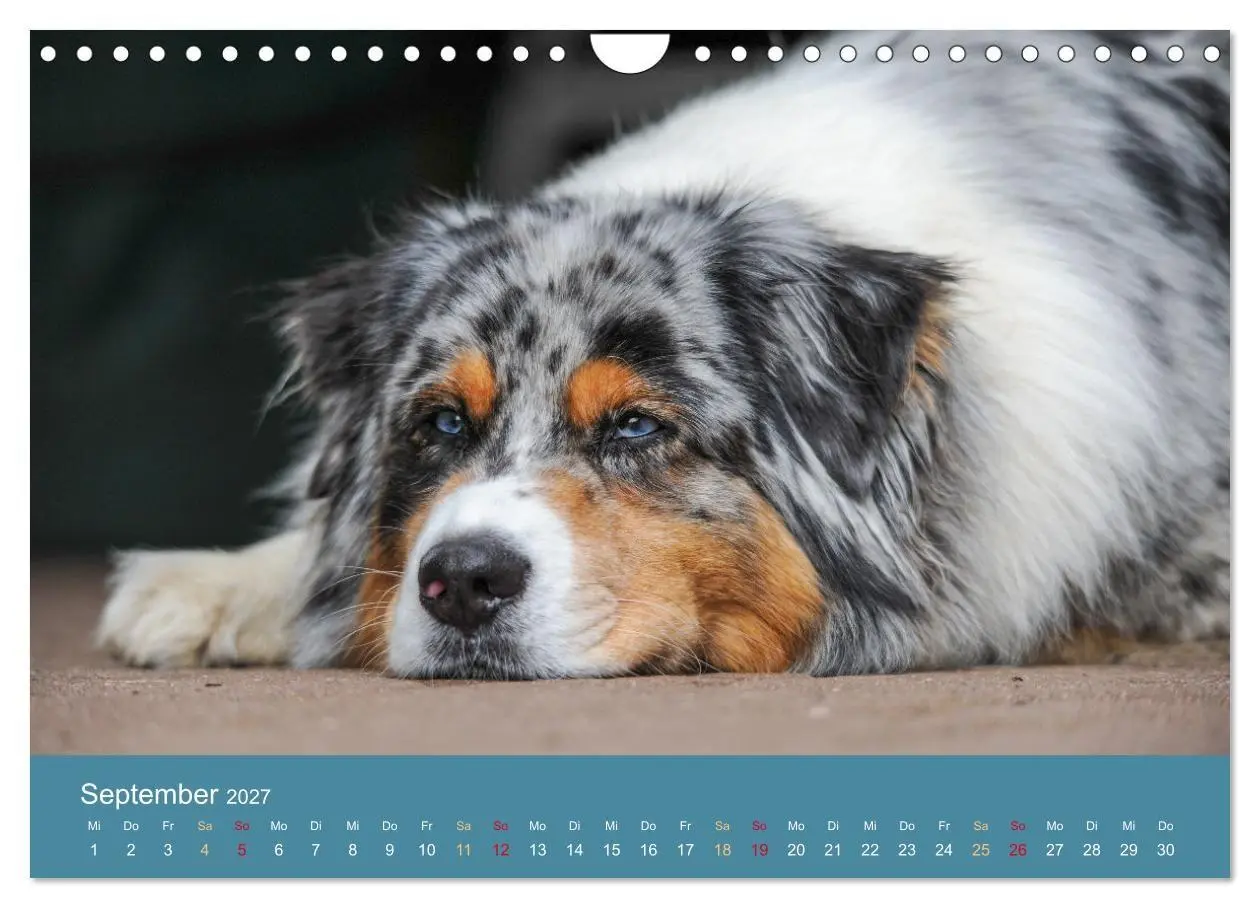 Bild: 9783594177303 | Mit Aussies unterwegs - Die bunte Welt der Australian Shepherds...