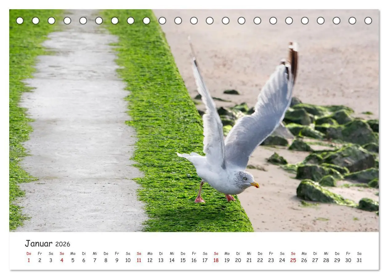 Bild: 9783457617403 | Borkum: Streifzüge über die Nordseeinsel (Tischkalender 2026 DIN A5...