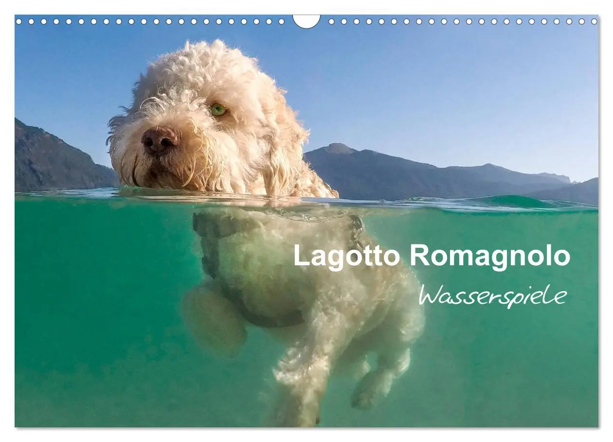 Cover: 9783457777503 | Lagotto Romagnolo - Wasserspiele (Wandkalender 2026 DIN A3 quer),...