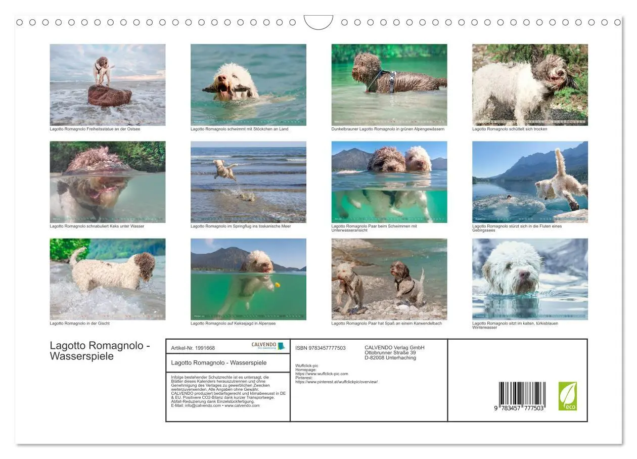 Bild: 9783457777503 | Lagotto Romagnolo - Wasserspiele (Wandkalender 2026 DIN A3 quer),...