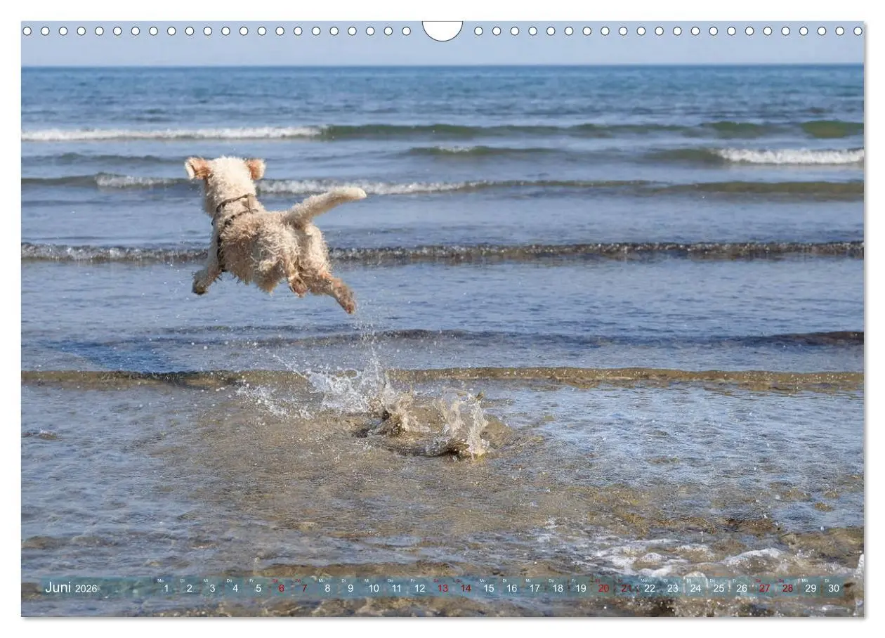 Bild: 9783457777503 | Lagotto Romagnolo - Wasserspiele (Wandkalender 2026 DIN A3 quer),...
