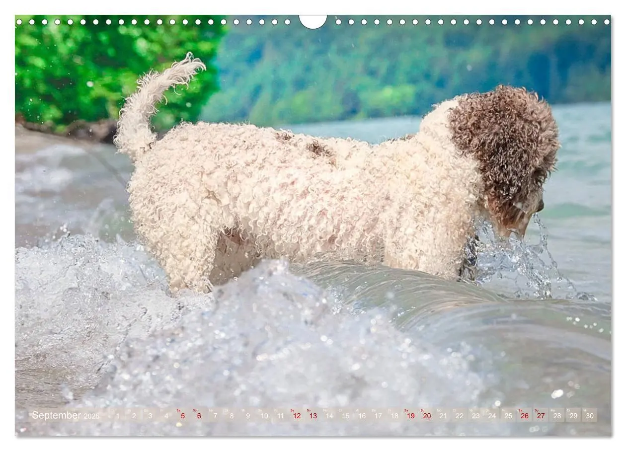 Bild: 9783457777503 | Lagotto Romagnolo - Wasserspiele (Wandkalender 2026 DIN A3 quer),...