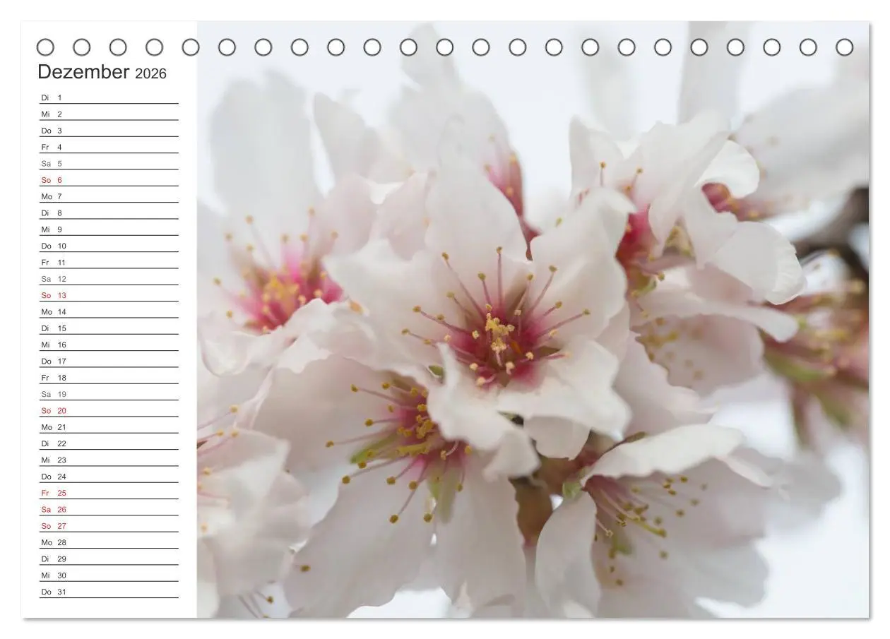 Bild: 9783516007503 | Emotionale Momente: Mandeln (Tischkalender 2026 DIN A5 quer),...