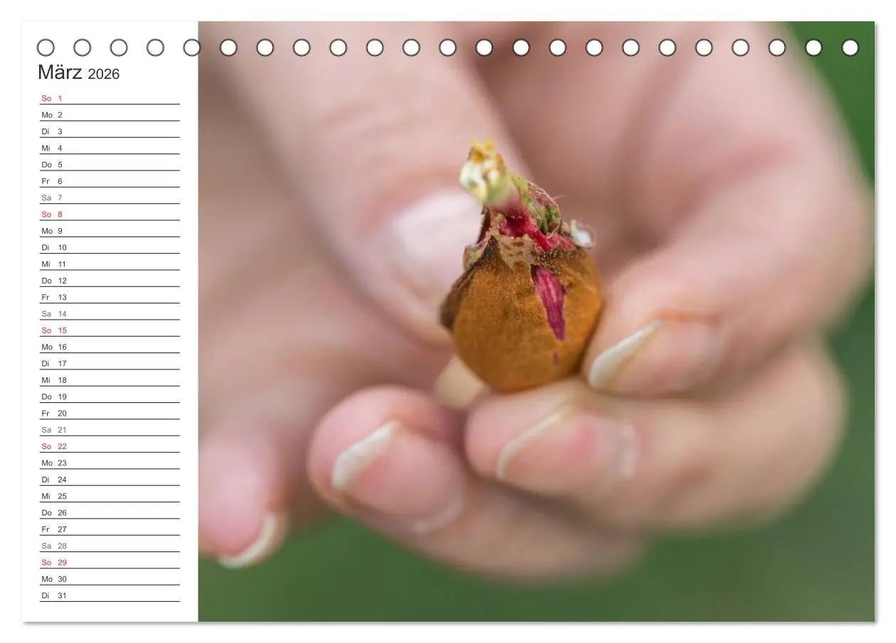 Bild: 9783516007503 | Emotionale Momente: Mandeln (Tischkalender 2026 DIN A5 quer),...