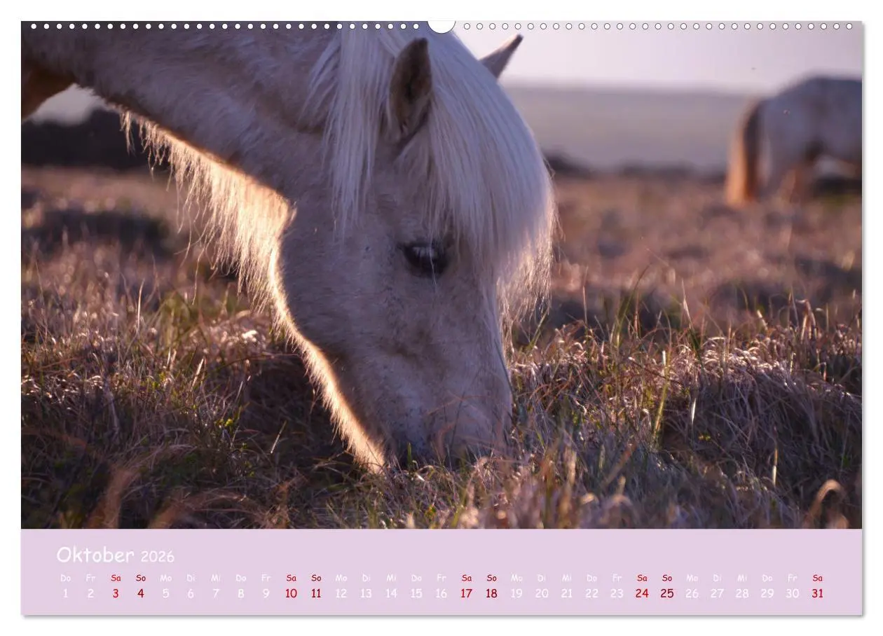 Bild: 9783457457603 | Das Islandpferd (hochwertiger Premium Wandkalender 2026 DIN A2...