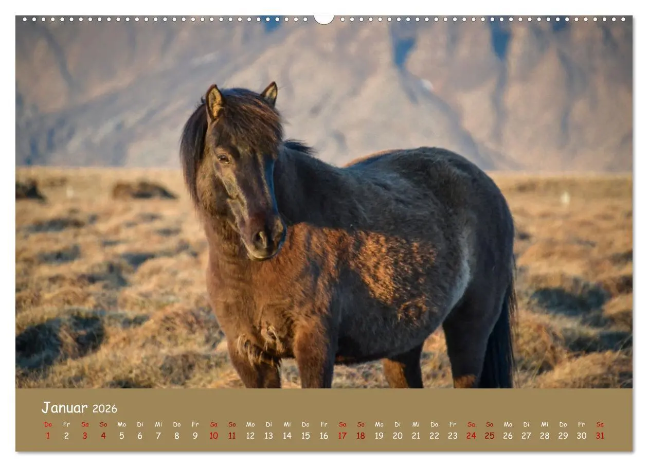 Bild: 9783457457603 | Das Islandpferd (hochwertiger Premium Wandkalender 2026 DIN A2...