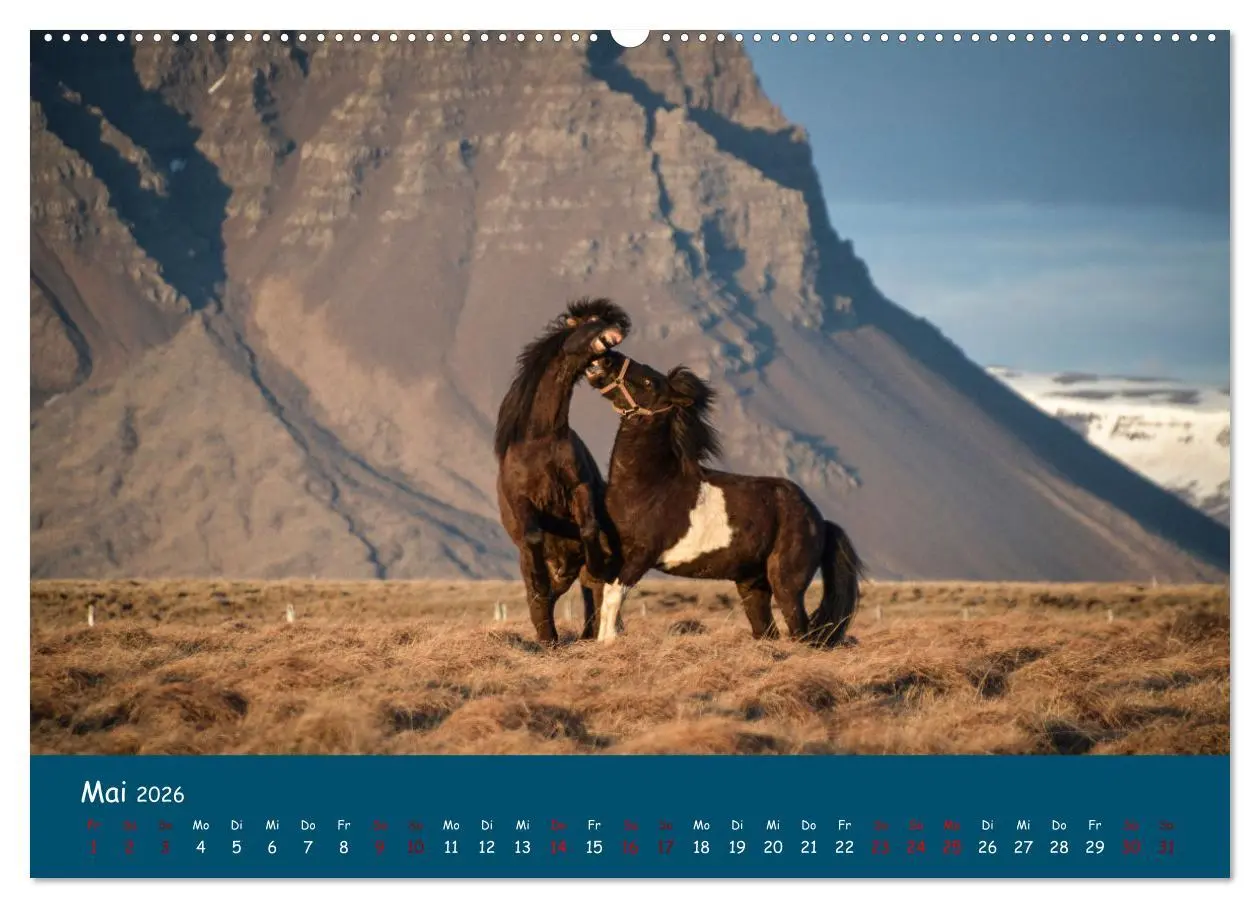 Bild: 9783457457603 | Das Islandpferd (hochwertiger Premium Wandkalender 2026 DIN A2...