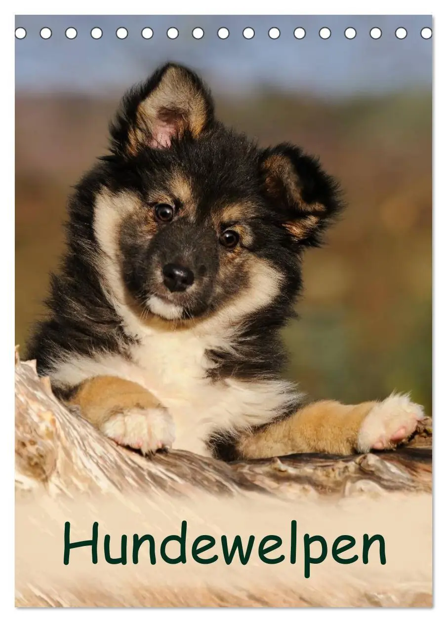 Cover: 9783516477603 | Hundewelpen (Tischkalender 2026 DIN A5 hoch), CALVENDO Monatskalender