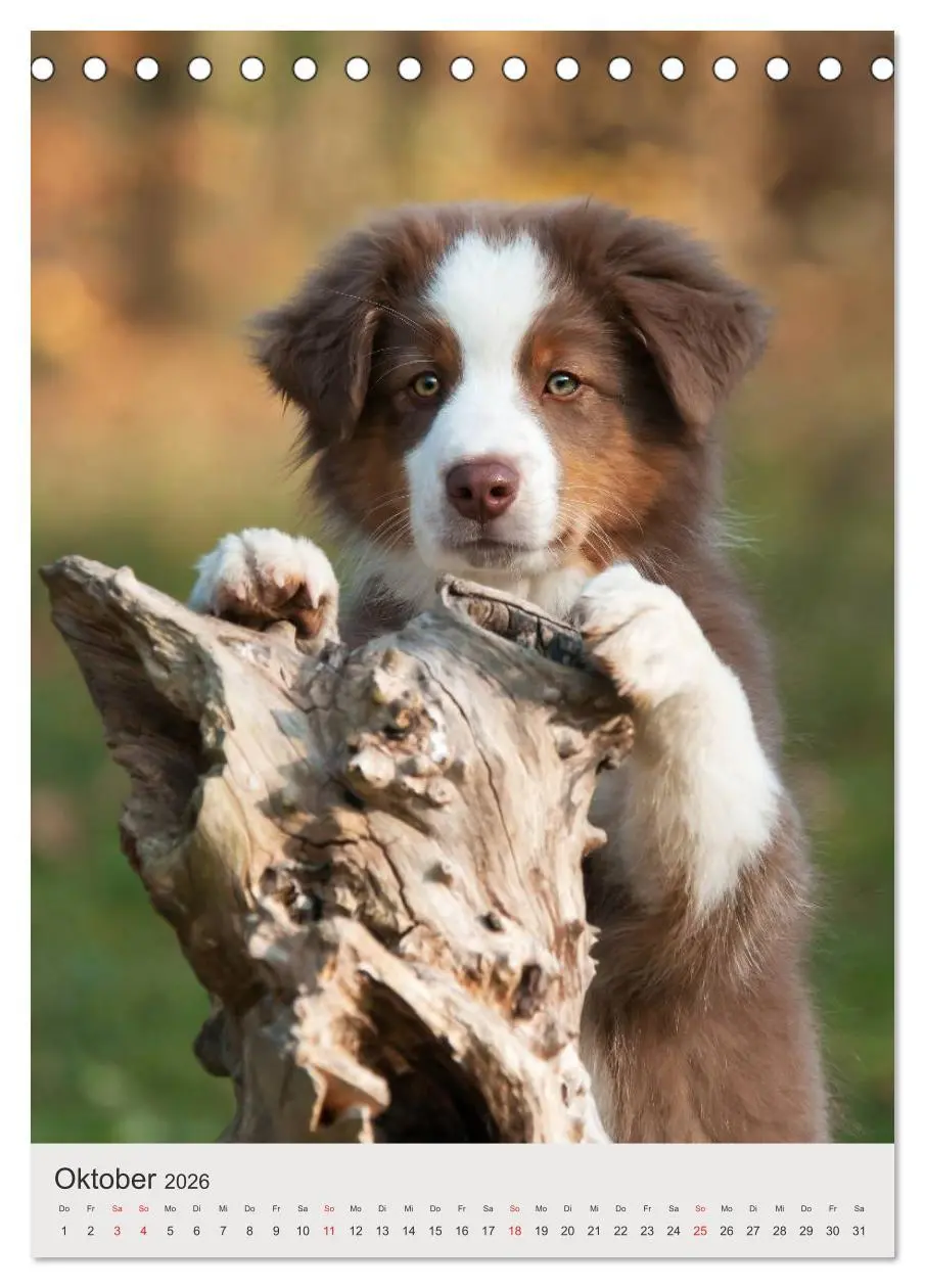 Bild: 9783516477603 | Hundewelpen (Tischkalender 2026 DIN A5 hoch), CALVENDO Monatskalender