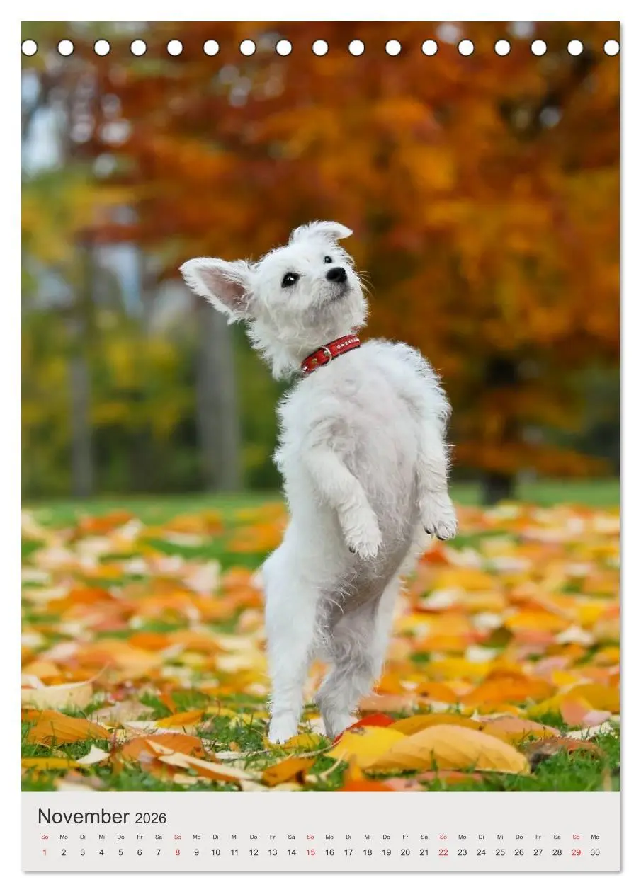 Bild: 9783516477603 | Hundewelpen (Tischkalender 2026 DIN A5 hoch), CALVENDO Monatskalender