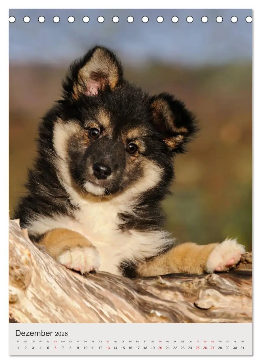 Bild: 9783516477603 | Hundewelpen (Tischkalender 2026 DIN A5 hoch), CALVENDO Monatskalender