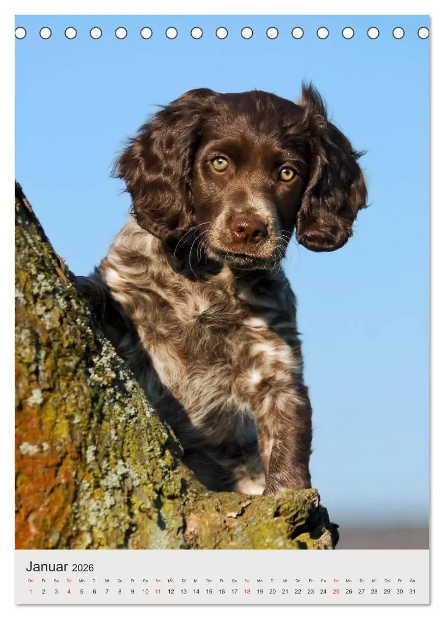 Bild: 9783516477603 | Hundewelpen (Tischkalender 2026 DIN A5 hoch), CALVENDO Monatskalender