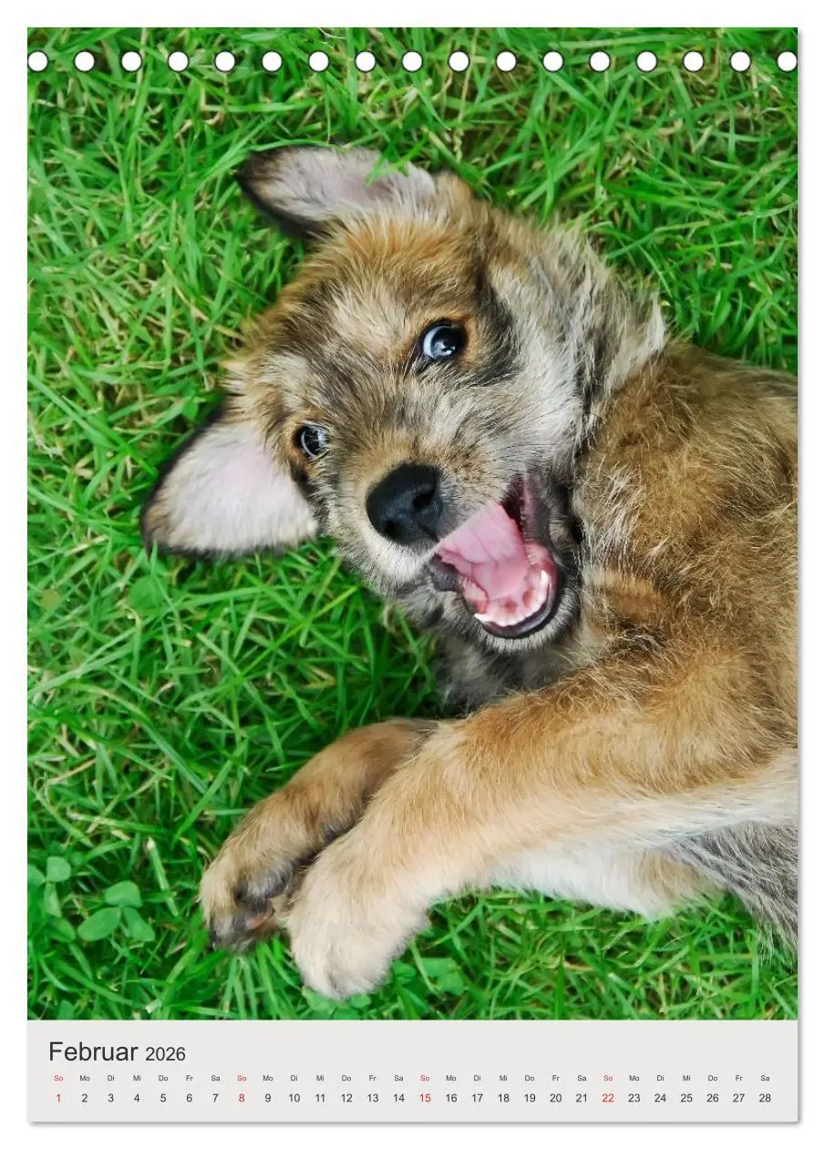 Bild: 9783516477603 | Hundewelpen (Tischkalender 2026 DIN A5 hoch), CALVENDO Monatskalender