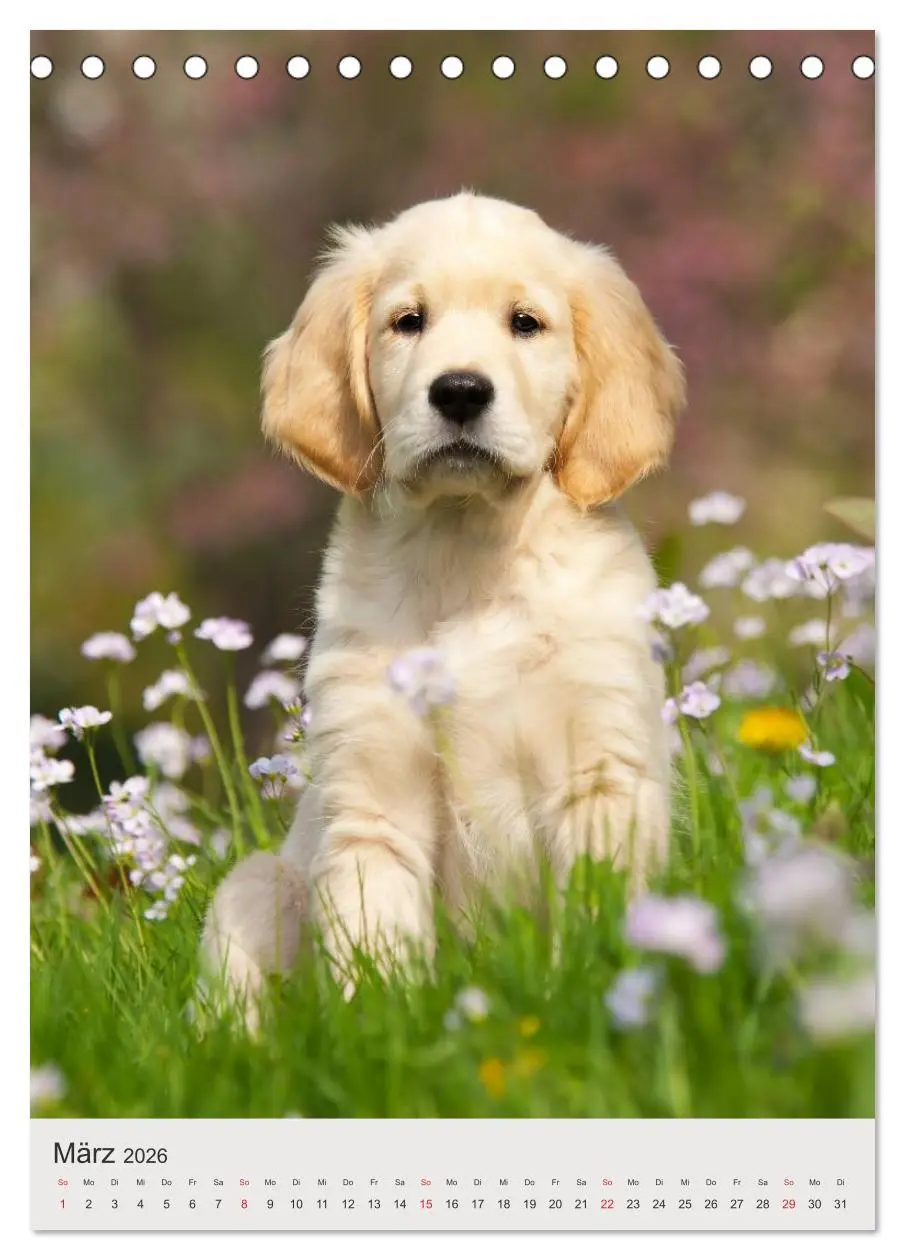 Bild: 9783516477603 | Hundewelpen (Tischkalender 2026 DIN A5 hoch), CALVENDO Monatskalender