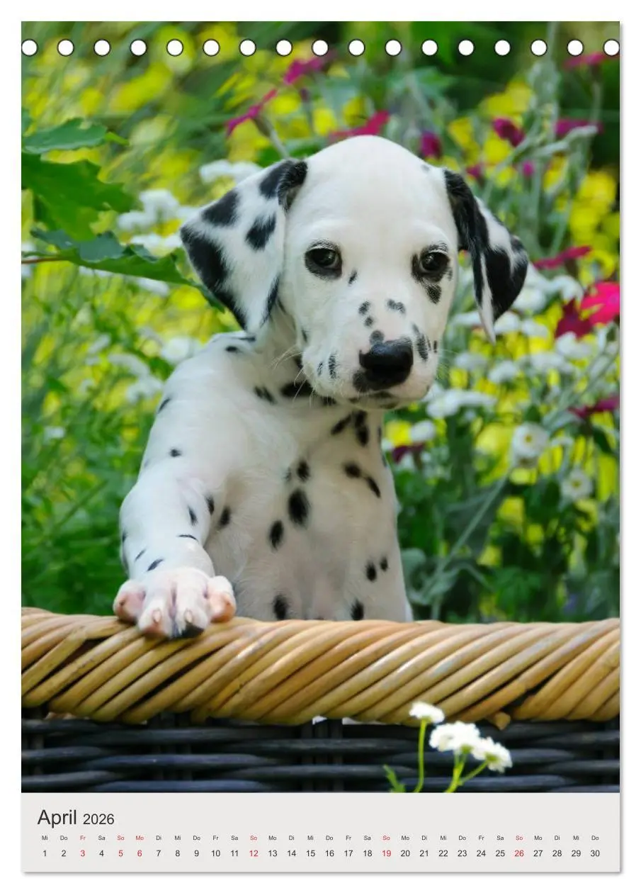 Bild: 9783516477603 | Hundewelpen (Tischkalender 2026 DIN A5 hoch), CALVENDO Monatskalender