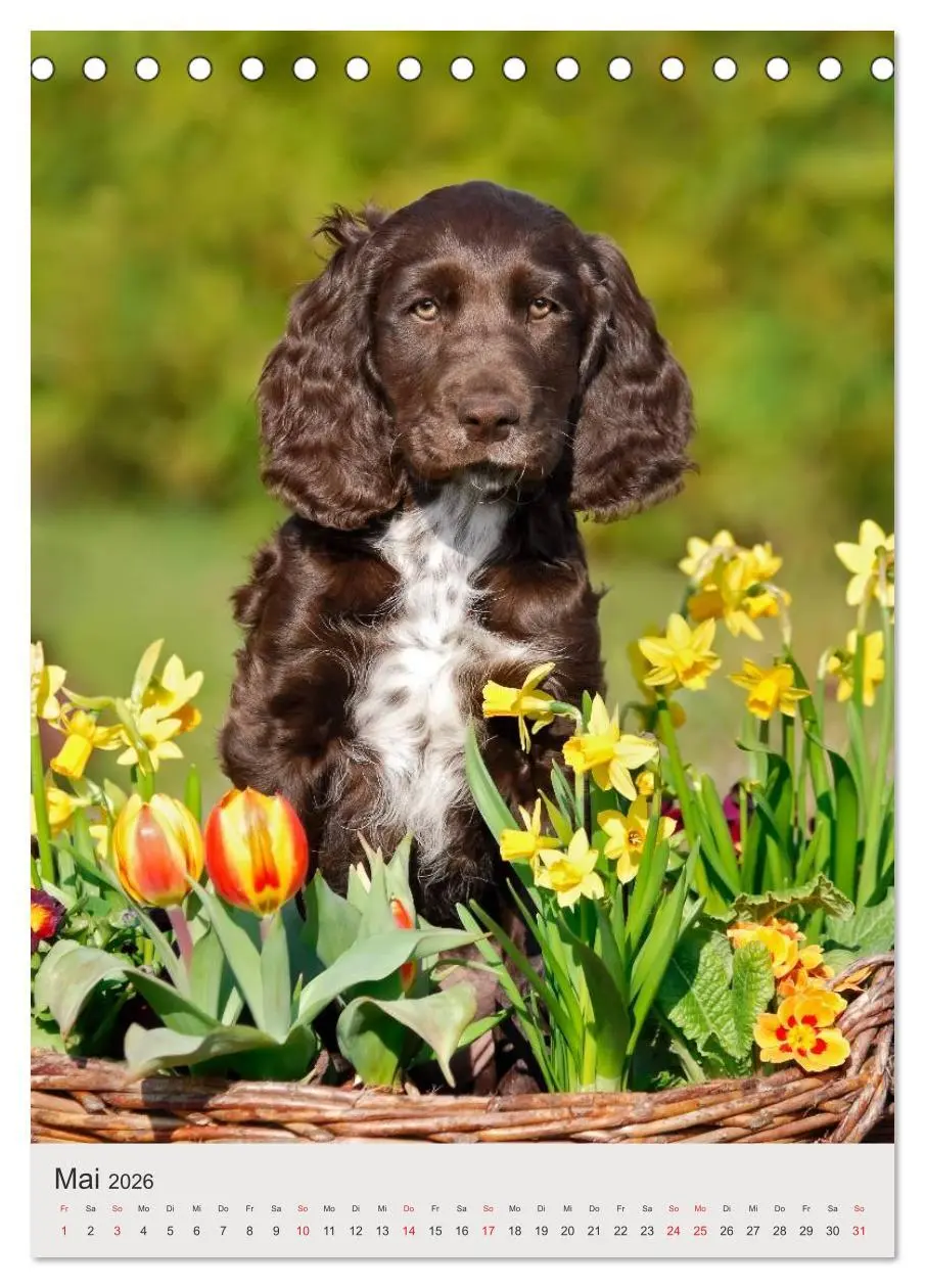 Bild: 9783516477603 | Hundewelpen (Tischkalender 2026 DIN A5 hoch), CALVENDO Monatskalender