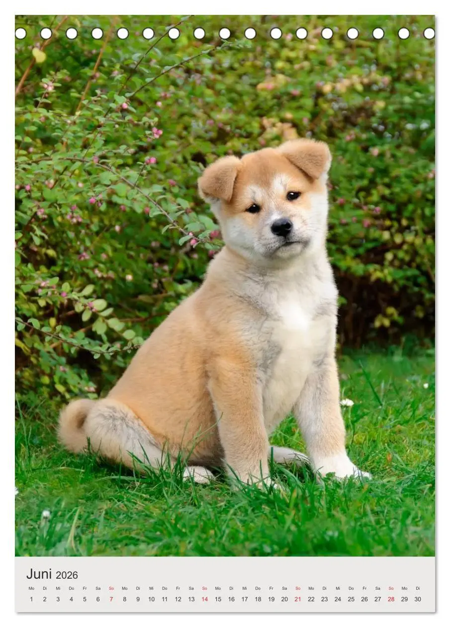 Bild: 9783516477603 | Hundewelpen (Tischkalender 2026 DIN A5 hoch), CALVENDO Monatskalender