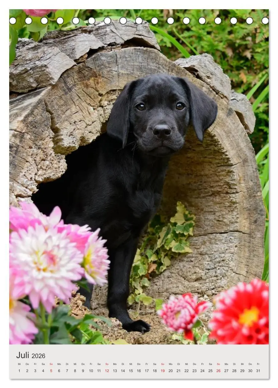 Bild: 9783516477603 | Hundewelpen (Tischkalender 2026 DIN A5 hoch), CALVENDO Monatskalender