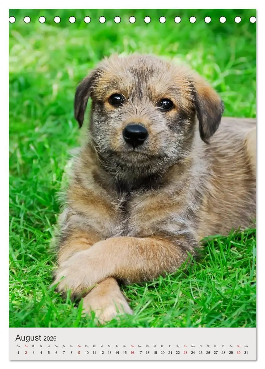 Bild: 9783516477603 | Hundewelpen (Tischkalender 2026 DIN A5 hoch), CALVENDO Monatskalender