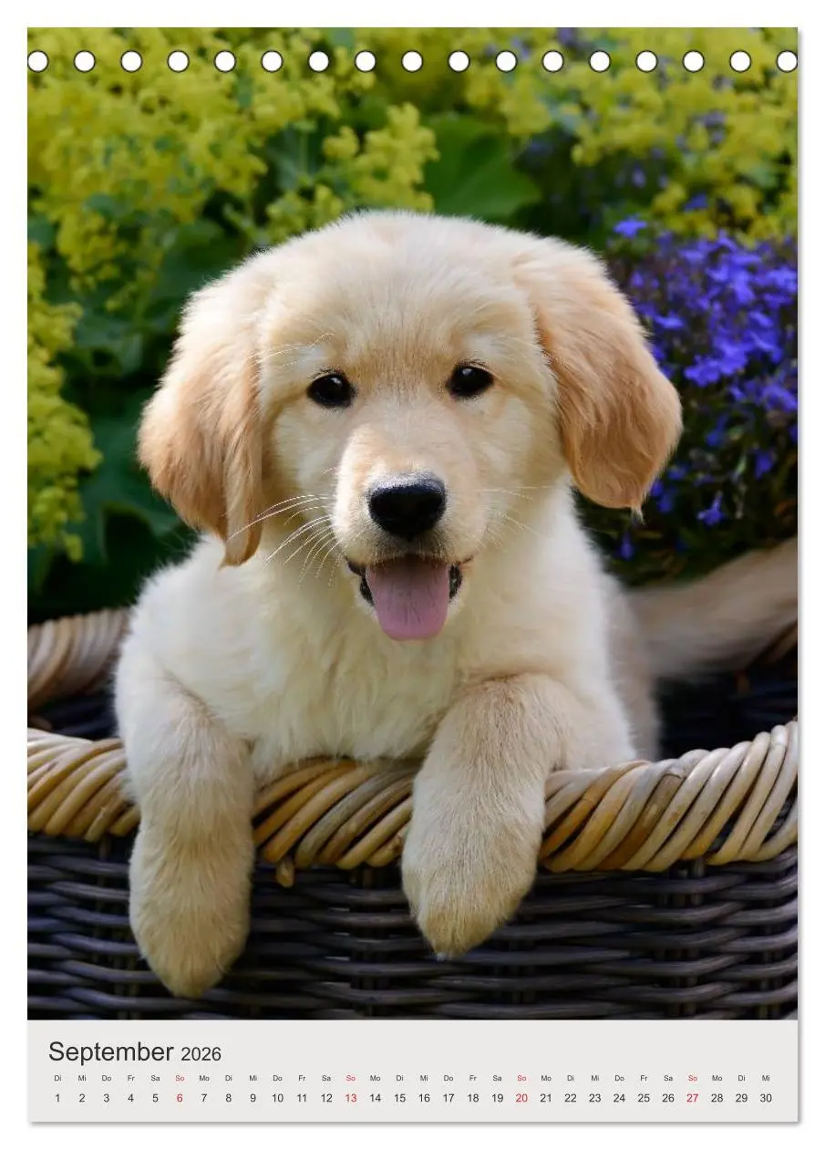 Bild: 9783516477603 | Hundewelpen (Tischkalender 2026 DIN A5 hoch), CALVENDO Monatskalender