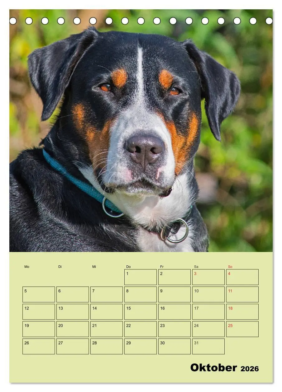 Bild: 9783516387803 | Familienplaner Großer Schweizer Sennenhund (Tischkalender 2026 DIN...