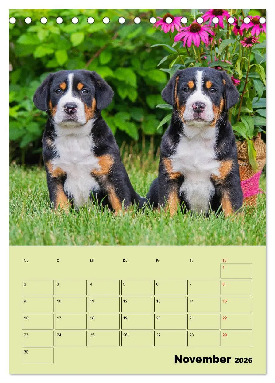 Bild: 9783516387803 | Familienplaner Großer Schweizer Sennenhund (Tischkalender 2026 DIN...