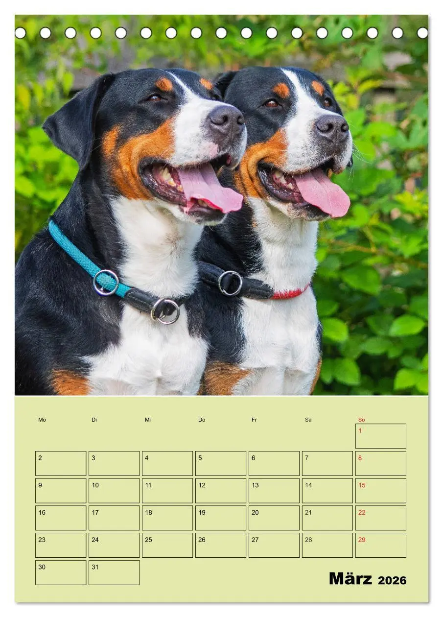 Bild: 9783516387803 | Familienplaner Großer Schweizer Sennenhund (Tischkalender 2026 DIN...