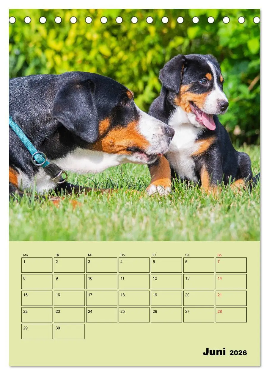 Bild: 9783516387803 | Familienplaner Großer Schweizer Sennenhund (Tischkalender 2026 DIN...