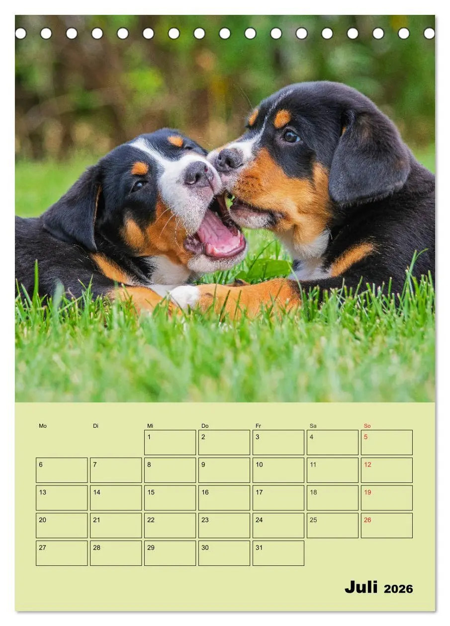 Bild: 9783516387803 | Familienplaner Großer Schweizer Sennenhund (Tischkalender 2026 DIN...