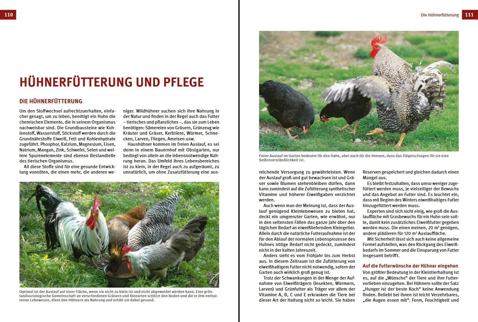 Bild: 9783702017903 | Das Hühnerbuch | Handbuch zur Haltung glücklicher Hühner | Buch | 2019