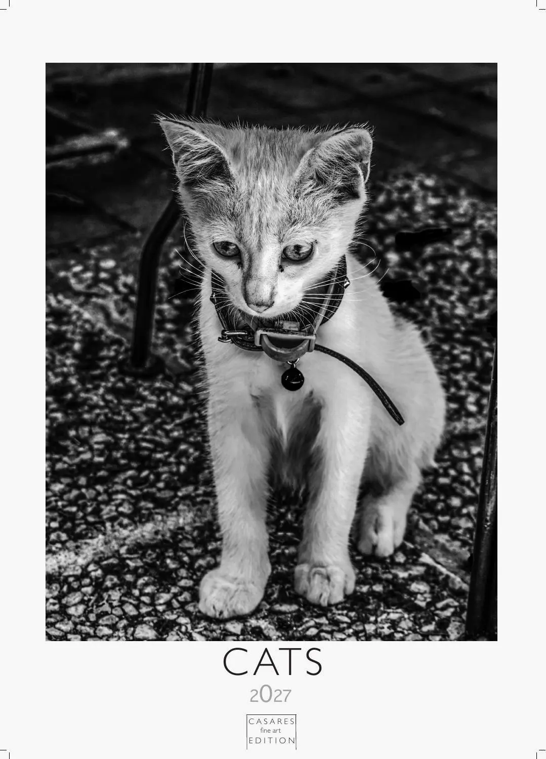 Cover: 9781835248003 | Cats schwarz-weiss Kalender 2027 - Wandkalender Fotokalender...