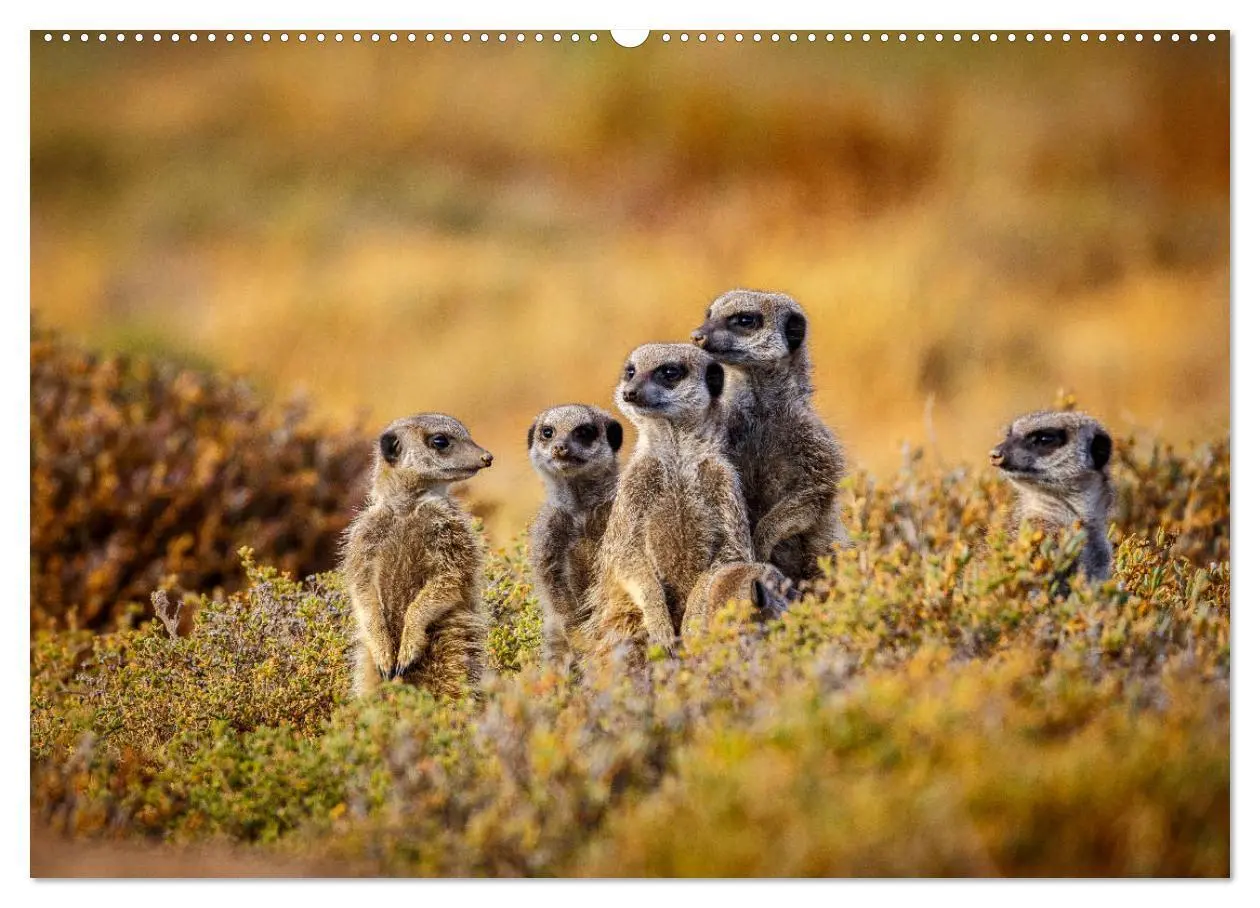 Bild: 9783435378203 | Südafrika: Kapstadt, Garden Route und Cape Winelands (hochwertiger...