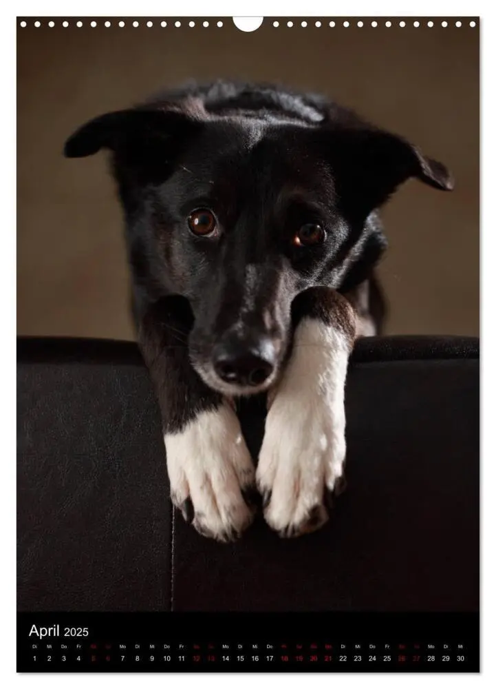 Bild: 9783435998203 | Stille Momente - Die sensible Seite der Hunde (Wandkalender 2025...