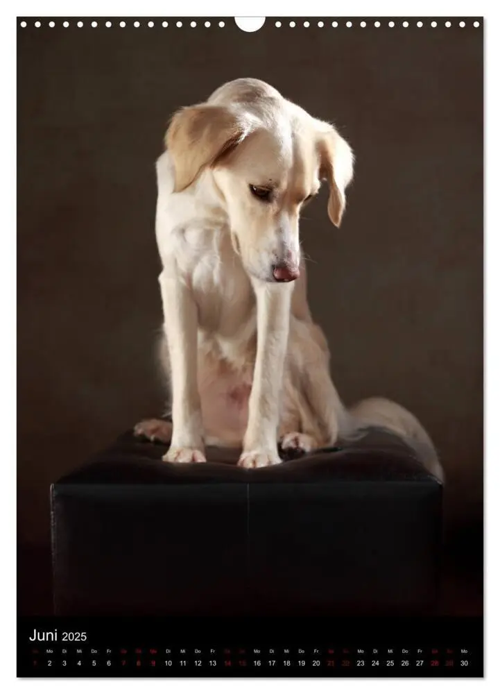 Bild: 9783435998203 | Stille Momente - Die sensible Seite der Hunde (Wandkalender 2025...