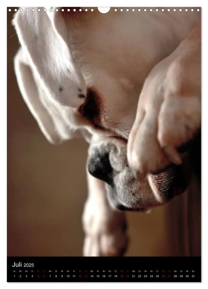 Bild: 9783435998203 | Stille Momente - Die sensible Seite der Hunde (Wandkalender 2025...