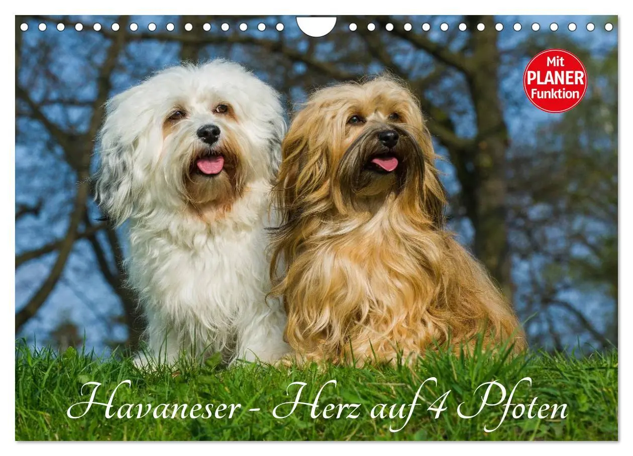Cover: 9783516008203 | Havaneser - Herz auf 4 Pfoten (Wandkalender 2026 DIN A4 quer),...