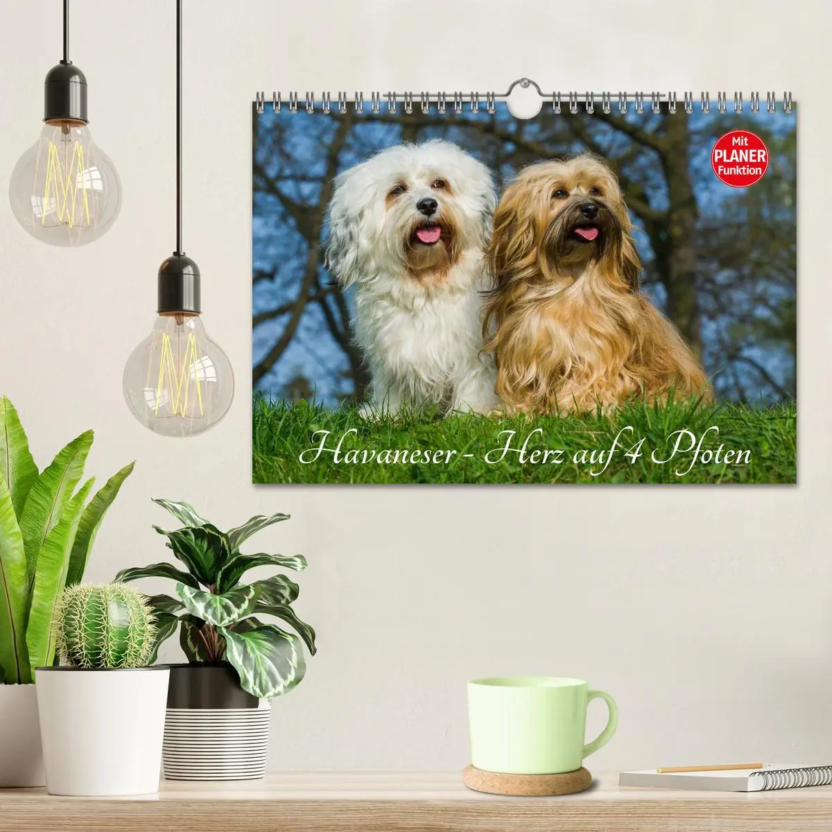 Bild: 9783516008203 | Havaneser - Herz auf 4 Pfoten (Wandkalender 2026 DIN A4 quer),...