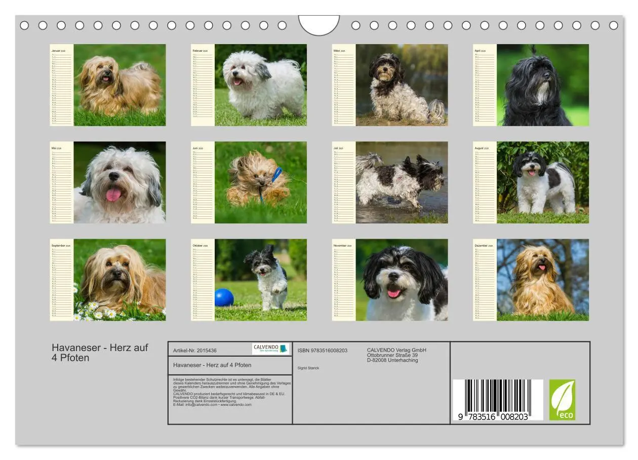 Bild: 9783516008203 | Havaneser - Herz auf 4 Pfoten (Wandkalender 2026 DIN A4 quer),...