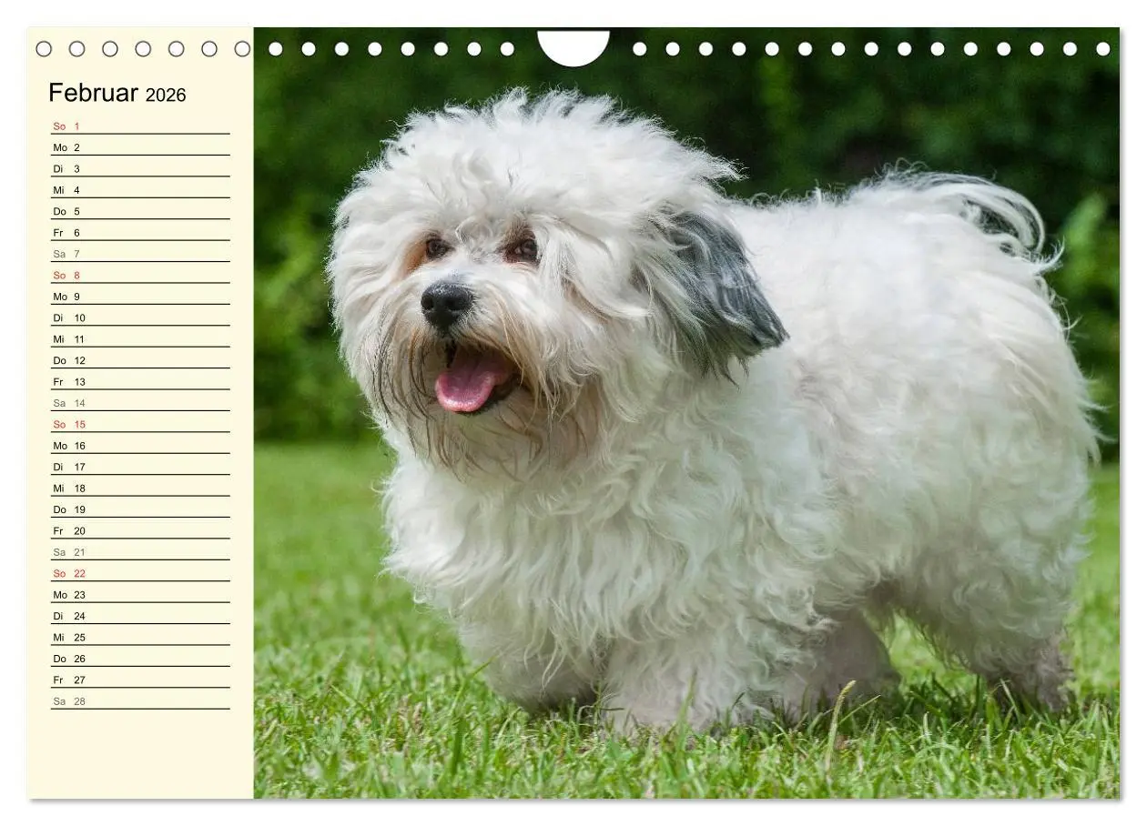 Bild: 9783516008203 | Havaneser - Herz auf 4 Pfoten (Wandkalender 2026 DIN A4 quer),...