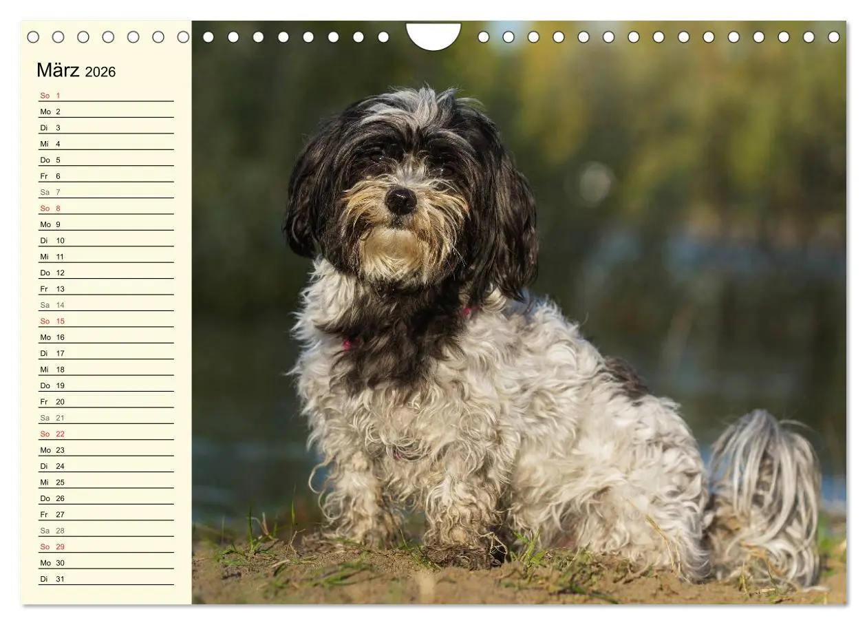 Bild: 9783516008203 | Havaneser - Herz auf 4 Pfoten (Wandkalender 2026 DIN A4 quer),...