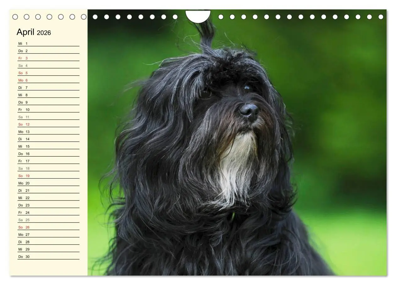 Bild: 9783516008203 | Havaneser - Herz auf 4 Pfoten (Wandkalender 2026 DIN A4 quer),...