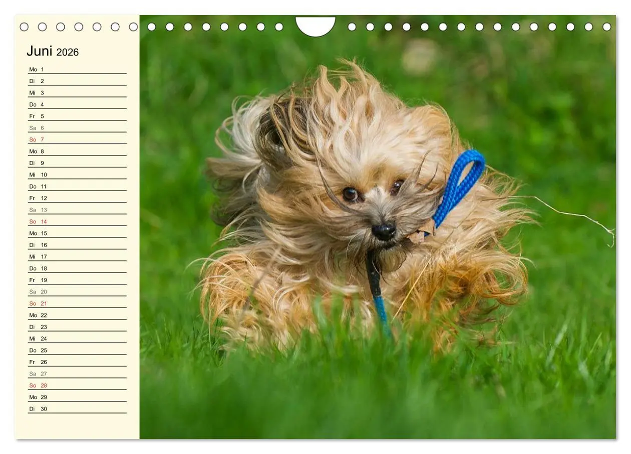 Bild: 9783516008203 | Havaneser - Herz auf 4 Pfoten (Wandkalender 2026 DIN A4 quer),...