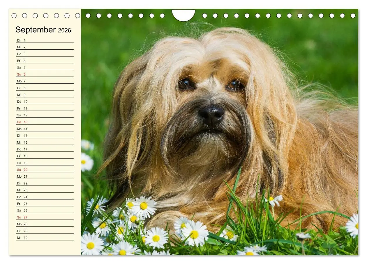 Bild: 9783516008203 | Havaneser - Herz auf 4 Pfoten (Wandkalender 2026 DIN A4 quer),...