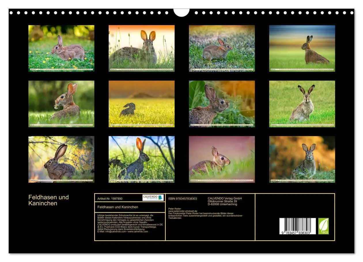 Bild: 9783457838303 | Feldhasen und Kaninchen (Wandkalender 2026 DIN A3 quer), CALVENDO...