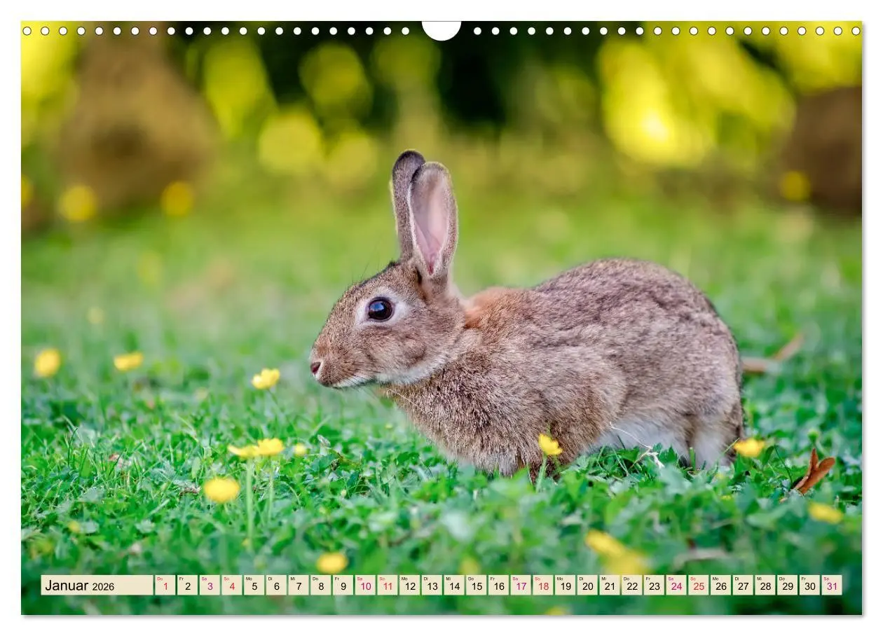 Bild: 9783457838303 | Feldhasen und Kaninchen (Wandkalender 2026 DIN A3 quer), CALVENDO...
