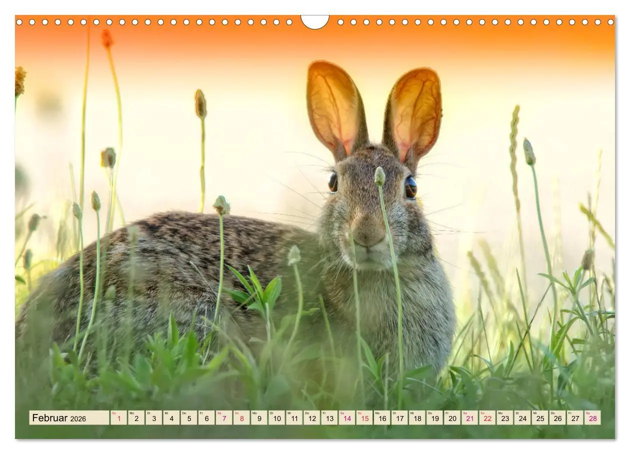 Bild: 9783457838303 | Feldhasen und Kaninchen (Wandkalender 2026 DIN A3 quer), CALVENDO...